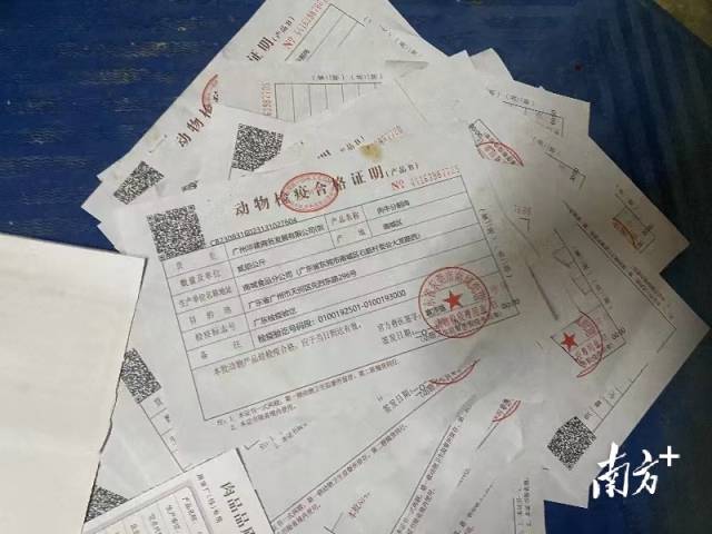 屠宰场内的动物检疫合格证明显示,牛肉的目的地有农产品批发市场、餐饮公司等地 屠宰场内的动物检疫合格证明显示,牛肉的目的地有农产品批发市场、餐饮公司等地