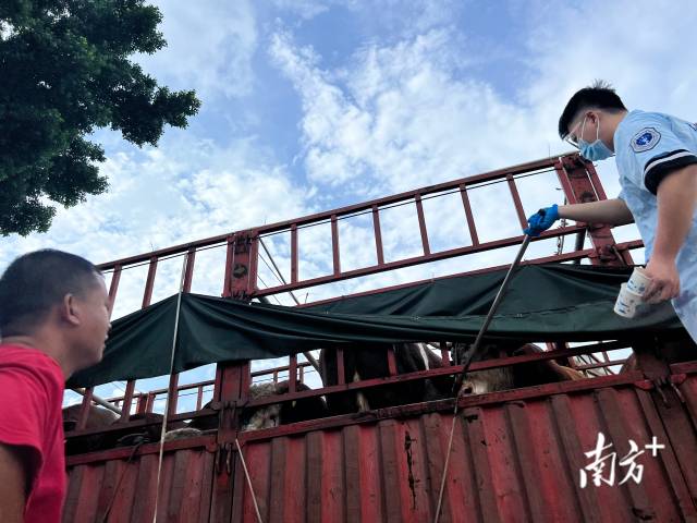 牛被拉进屠宰场前,有检疫人员在门口对牛进行取样。 牛被拉进屠宰场前,有检疫人员在门口对牛进行取样。