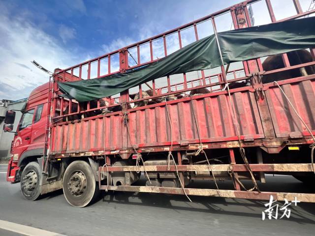 牛贩子将买到的牛装车,驱车40余公里,驶向位于厚街镇的注水窝点。 牛贩子将买到的牛装车,驱车40余公里,驶向位于厚街镇的注水窝点。