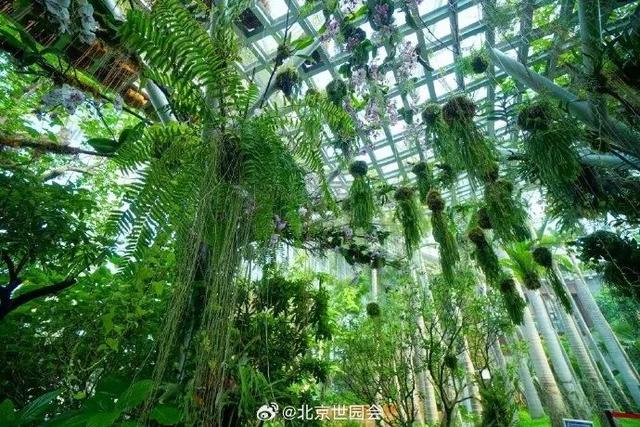 这些“氧气感”满满的温室植物园,初冬去刚刚好!