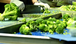 “河北净菜”进京后：满了菜篮子鼓了钱袋子(图1)