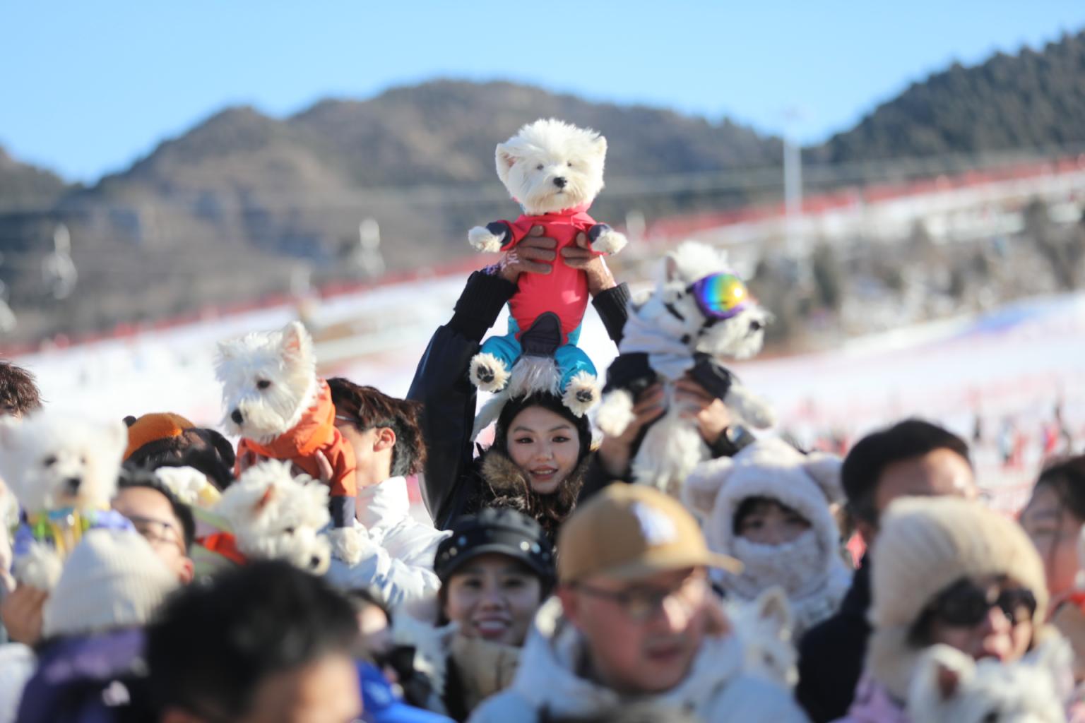 带着狗狗去平谷滑雪！首家宠物滑雪公园开园2