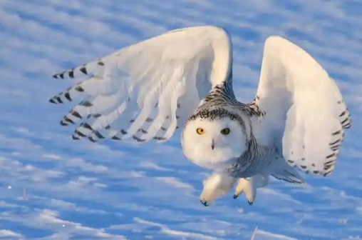 四十多个濒危物种被联合国列为受保护迁徙动物(图1)