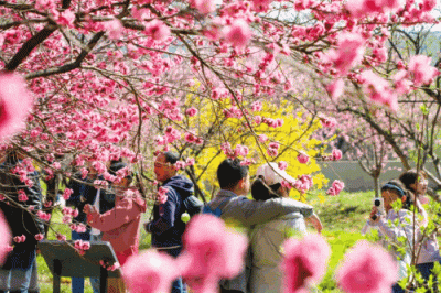 184万人次打卡！海淀文旅新玩法点燃“春日经济”活力