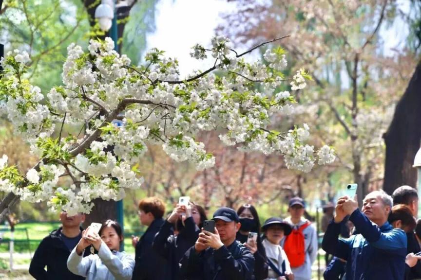 184万人次打卡！海淀文旅新玩法点燃“春日经济”活力(图7)