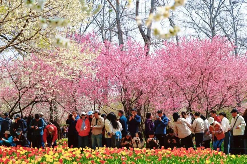 184万人次打卡！海淀文旅新玩法点燃“春日经济”活力(图6)