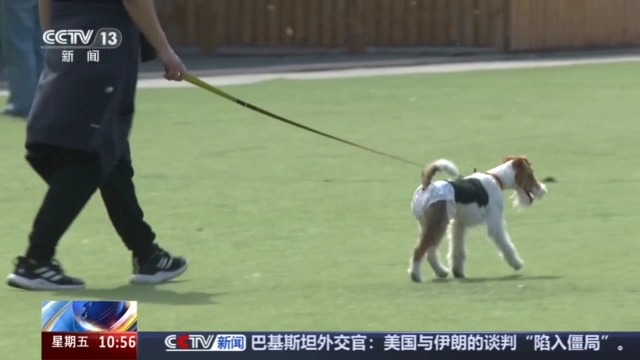 宠物消费市场规模突破3100亿元线上线下齐增长(图6)