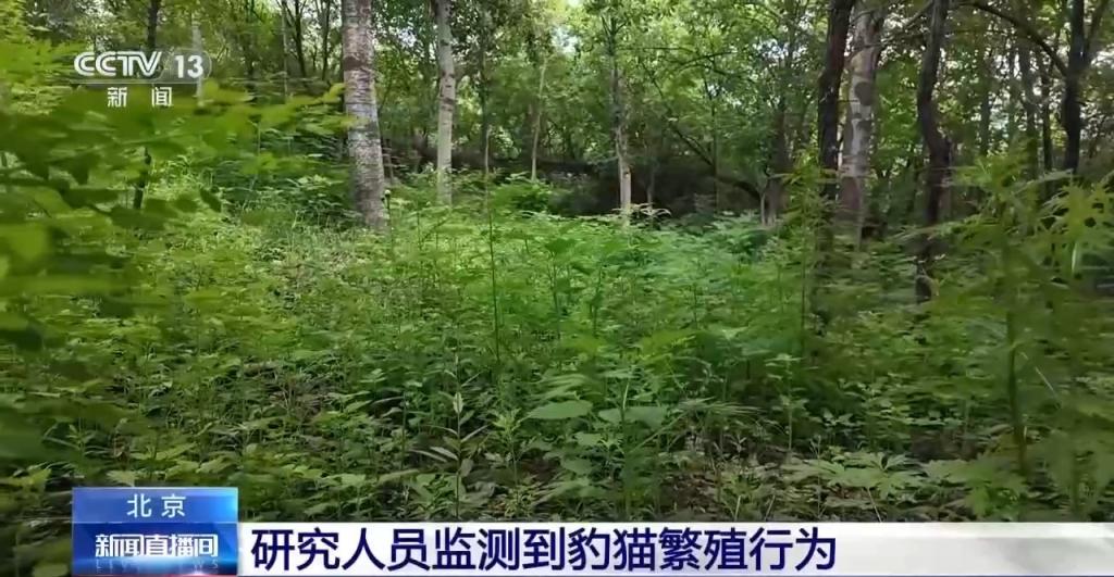 豹猫在北京如何生活？记者探访西山林场(图10)