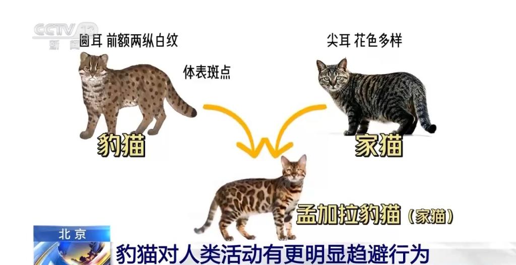 豹猫在北京如何生活？记者探访西山林场(图5)
