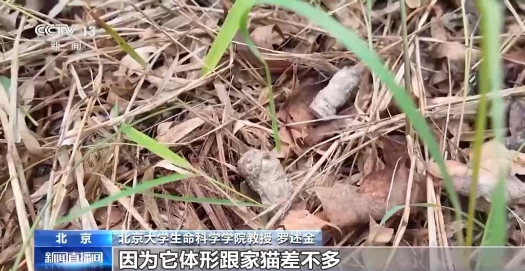 豹猫在北京如何生活？记者探访西山林场(图4)