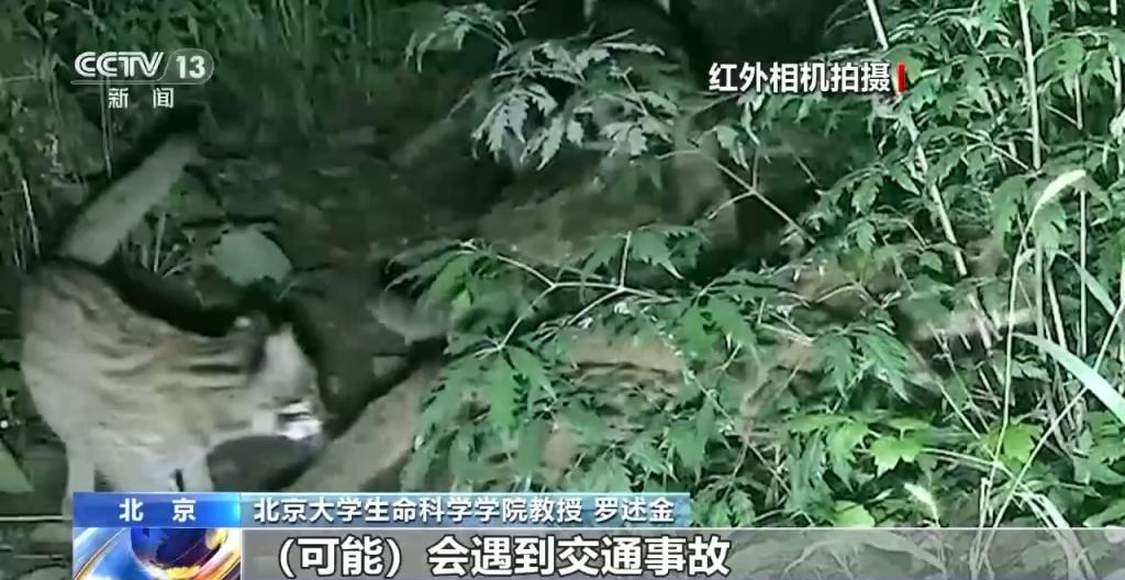 豹猫在北京如何生活？记者探访西山林场(图11)