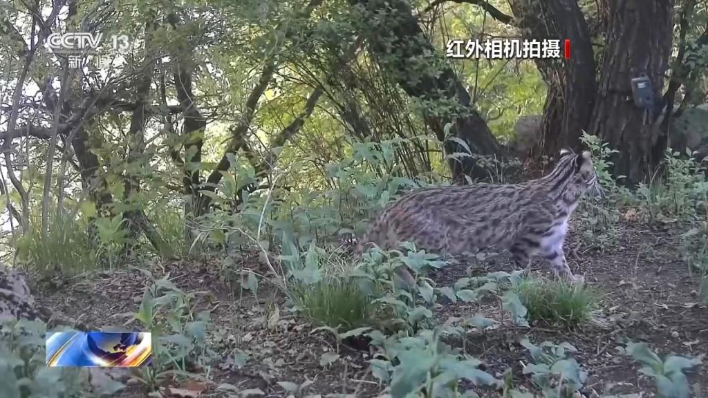 豹猫在北京如何生活？记者探访西山林场(图16)