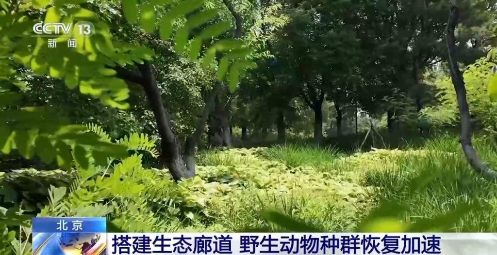 豹猫在北京如何生活？记者探访西山林场(图14)