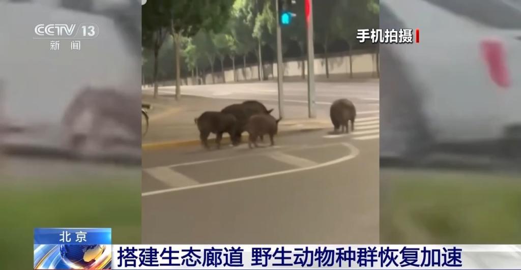 豹猫在北京如何生活？记者探访西山林场(图15)