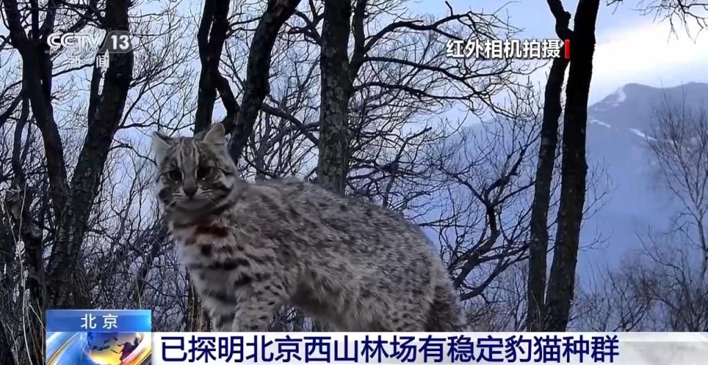 豹猫在北京如何生活？记者探访西山林场(图2)