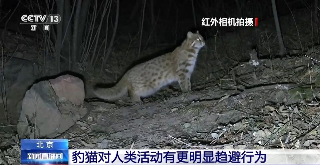 豹猫在北京如何生活？记者探访西山林场(图7)