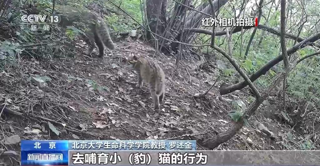 豹猫在北京如何生活？记者探访西山林场(图9)