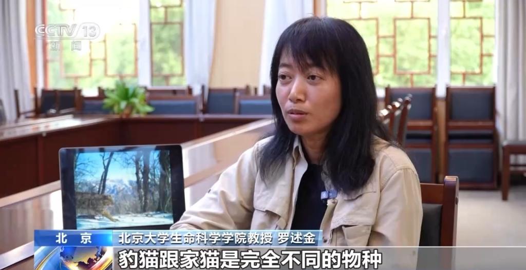 豹猫在北京如何生活？记者探访西山林场(图6)
