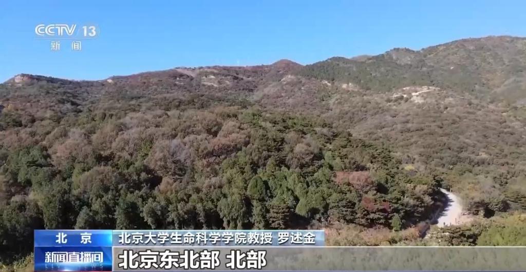 豹猫在北京如何生活？记者探访西山林场(图3)