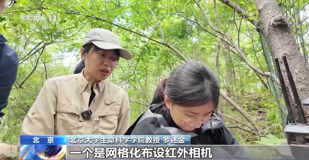 豹猫在北京如何生活？记者探访西山林场(图1)