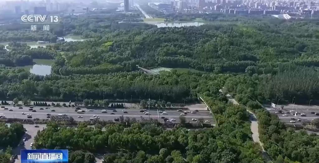 豹猫在北京如何生活？记者探访西山林场(图13)