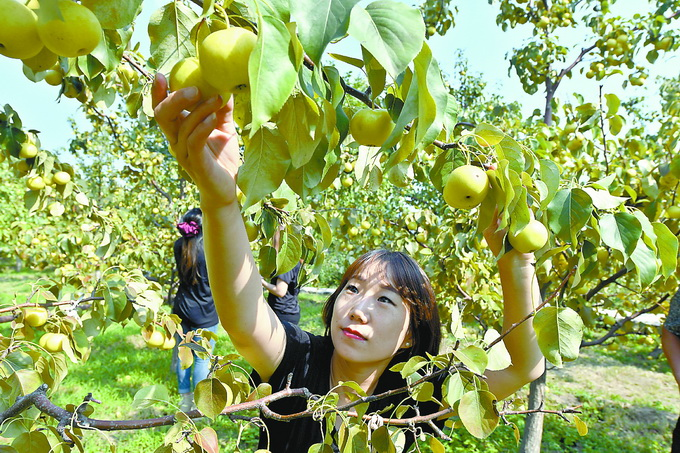 门头沟区王平镇丰收的京白梨香甜诱人.本报记者 王海欣 摄