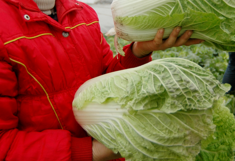 大白菜栽培历史悠久 还是青菜与萝卜的 混血精英 京报网