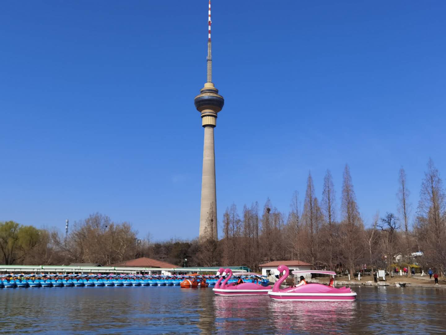 春意荡漾玉渊潭公园游船率先开航