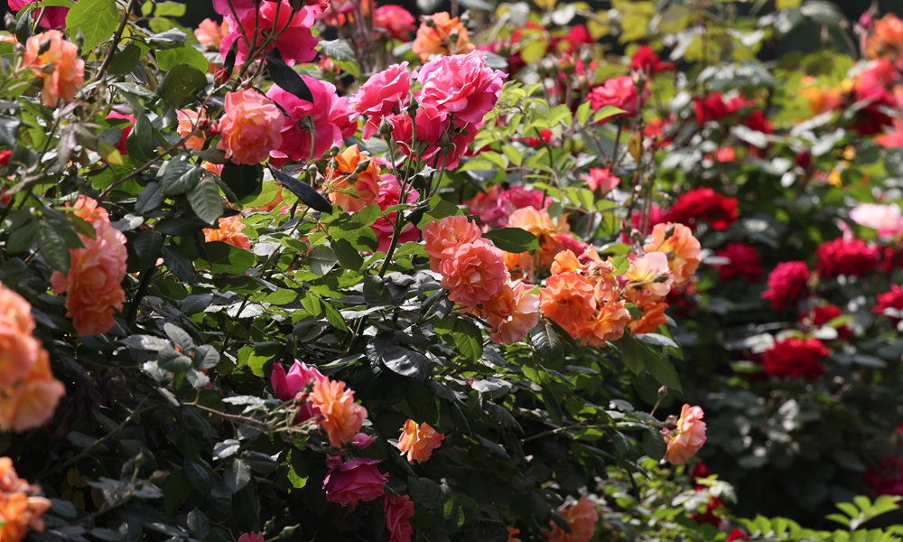 五月的鲜花 月季项链 扮靓京城 京报网