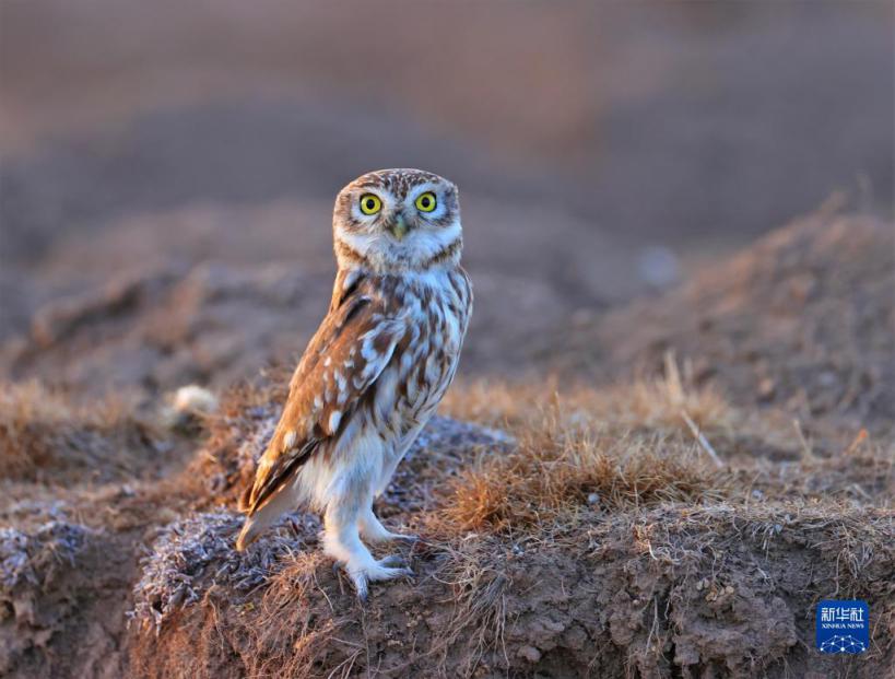 万类霜天竞自由——四川阿坝州珍稀动物增至142种