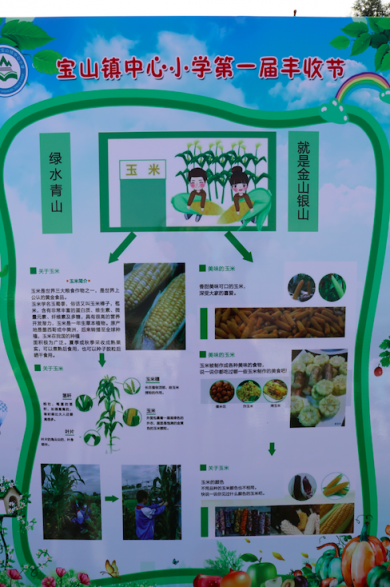 掰玉米,拔萝卜,自己收获自己卖,山区孩子这样庆丰收