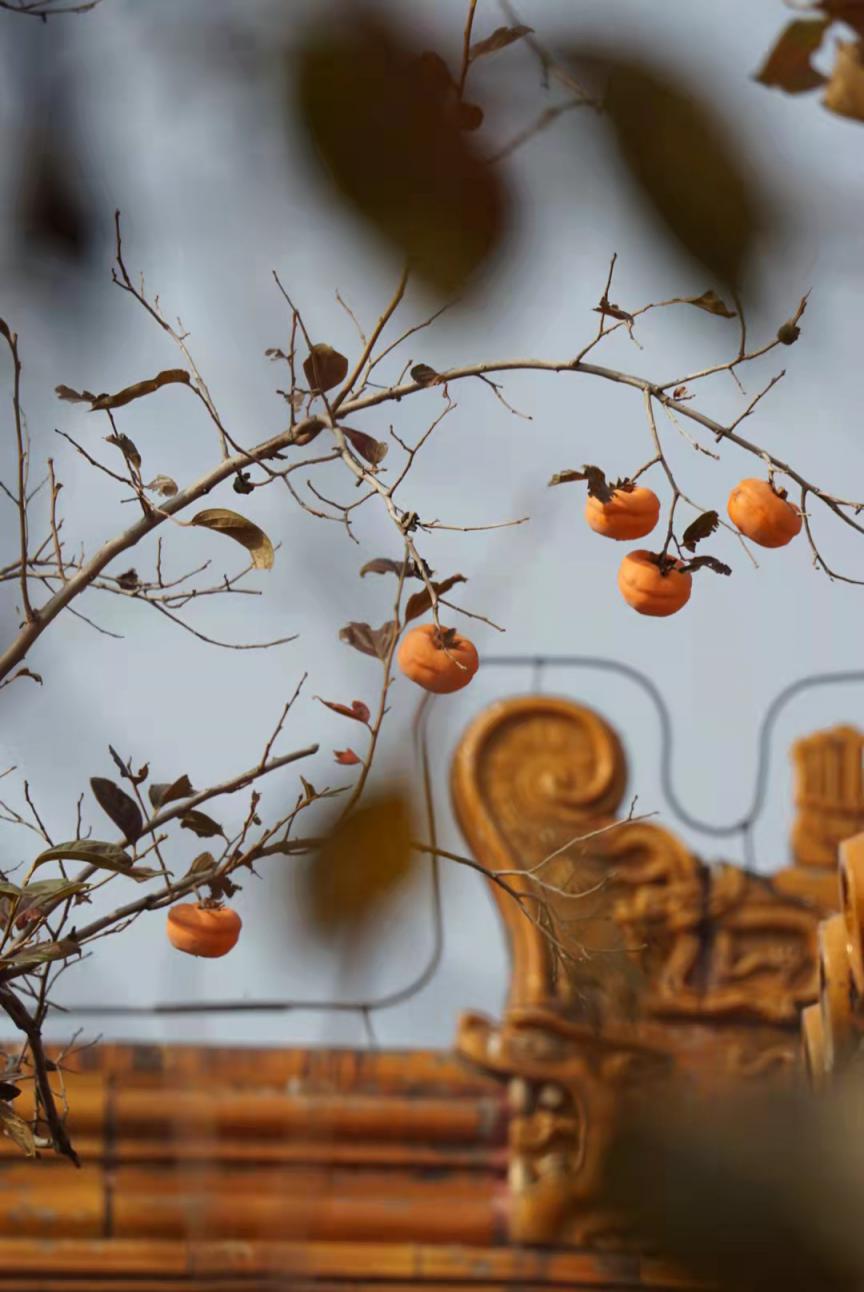 故宫里的杮子熟了