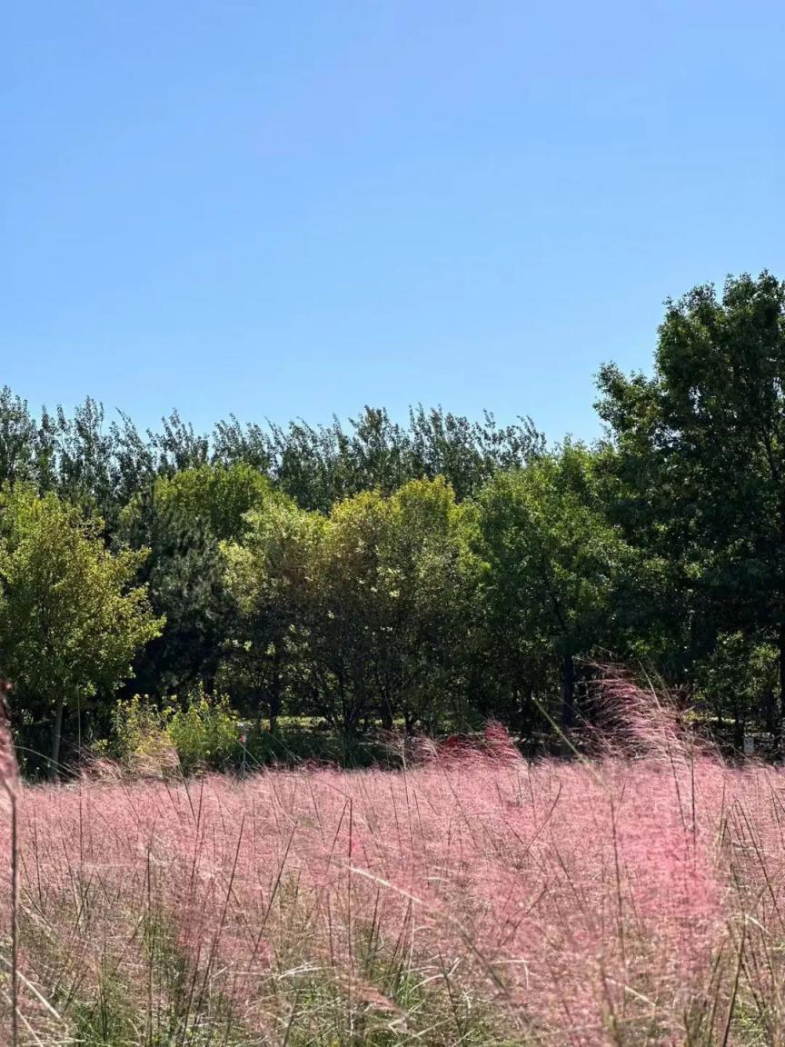 奥森北园花田野趣秋花展:"幸福花"及粉黛草等您来打卡_北京日报网