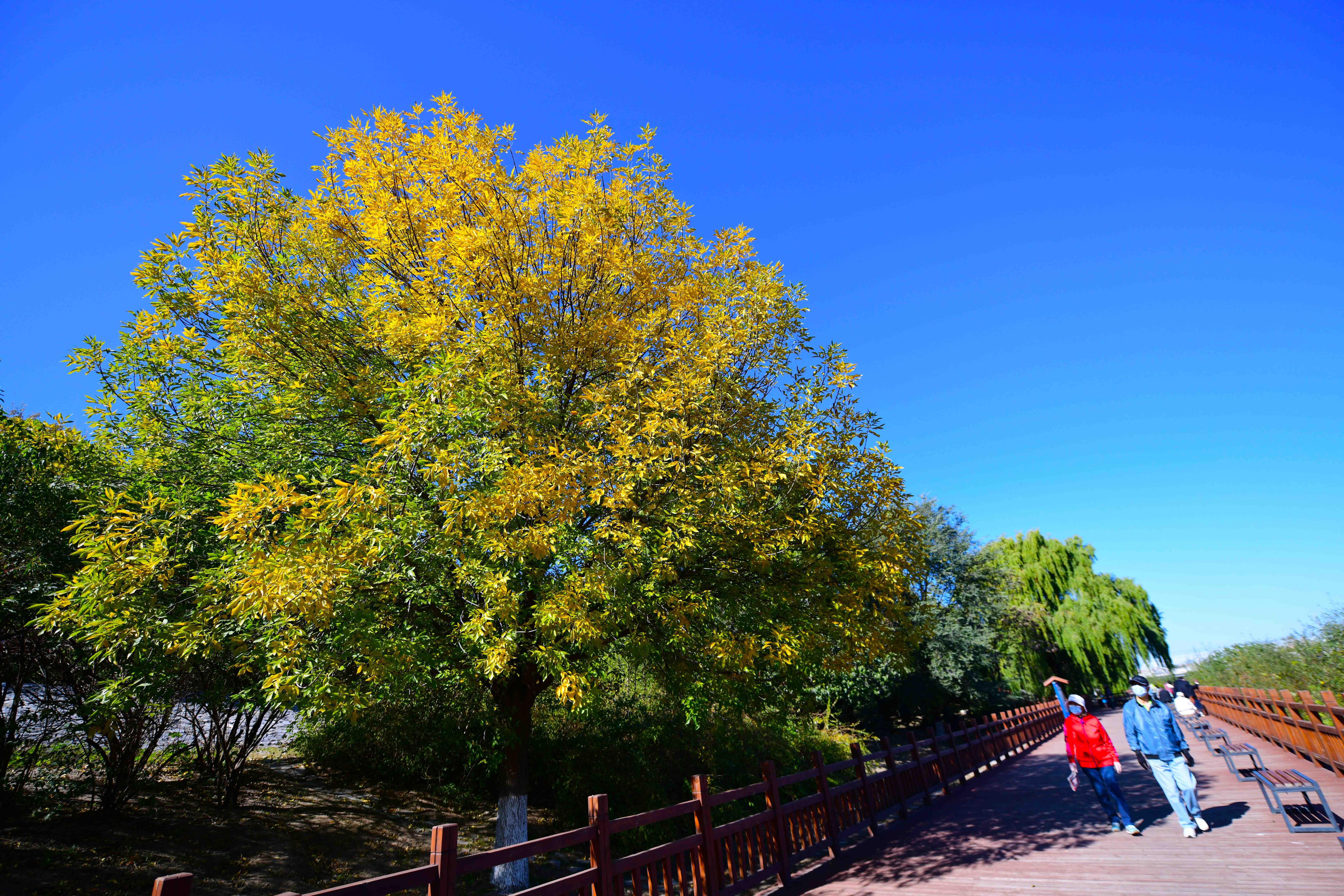 "霜降"节气,市民在亦庄凉水河滨河公园河道两岸赏秋