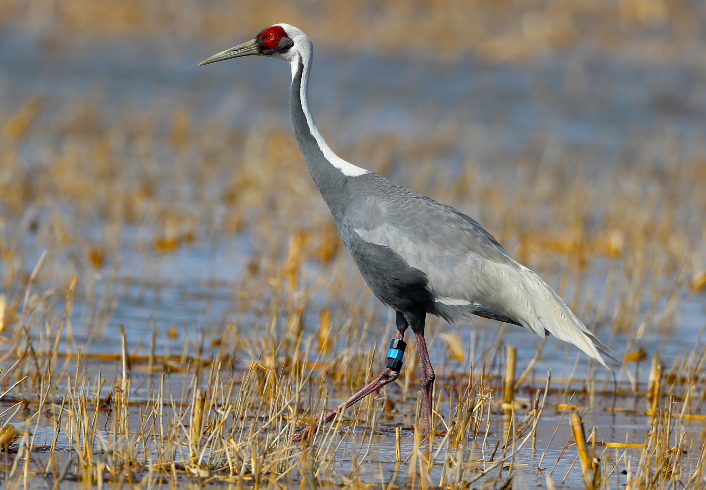能飞越珠峰的蓑羽鹤,首次现身官厅水库_北京日报网