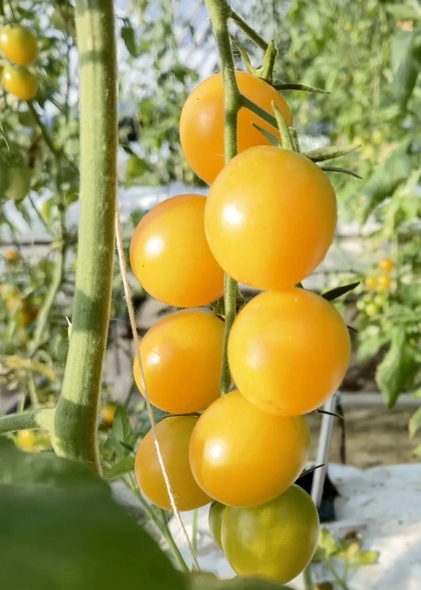 酸甜多汁顺义本地产黄樱桃番茄上市啦