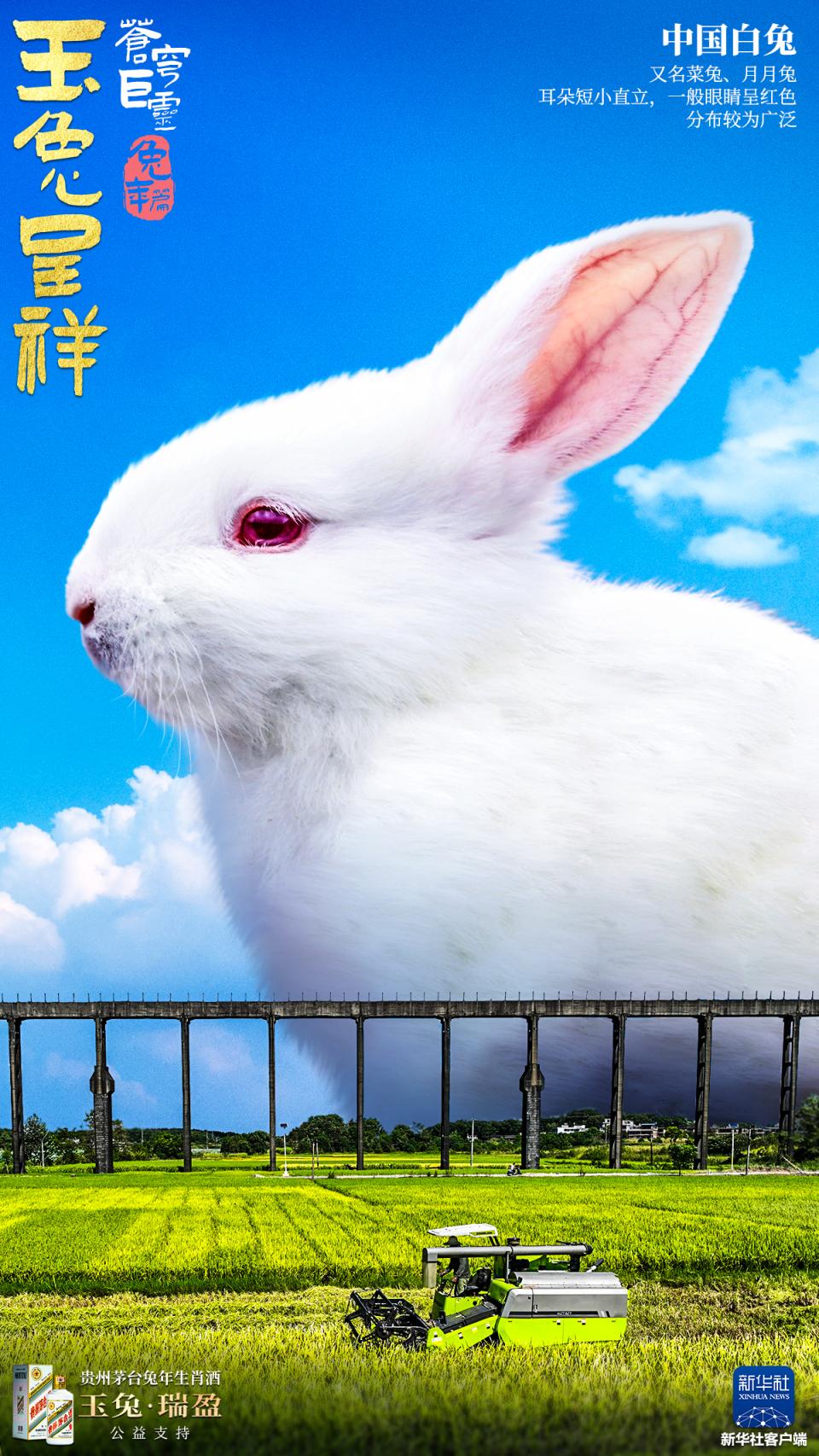 “巨兔”海报来袭!一起看《苍穹巨灵·兔年篇》_北京日报网