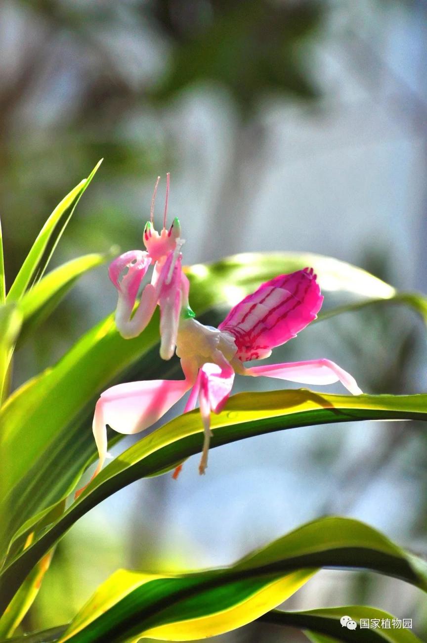 隐匿于花叶之间的伪装者兰花螳螂