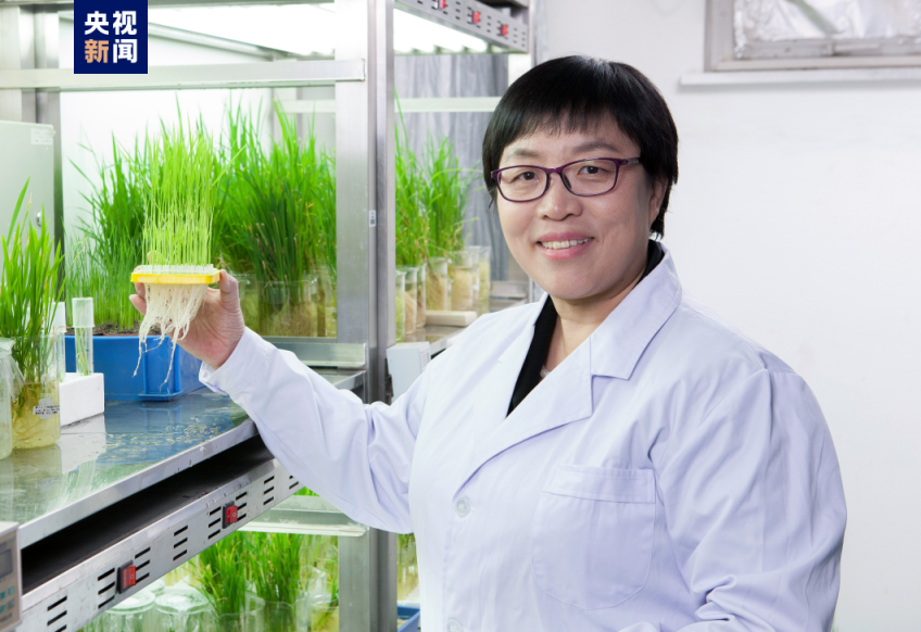 曹晓风:突破关键技术 利用边际土地发展草业