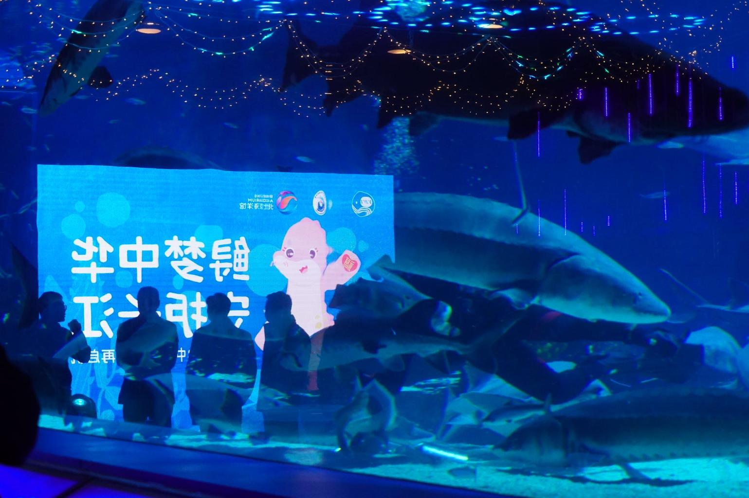 编织一场海洋梦境！北京海洋馆夜游新体验