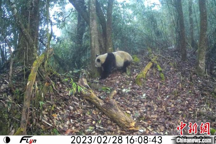 红外相机拍到野生大熊猫闻嗅树干。大熊猫国家公园眉山管理分局供图