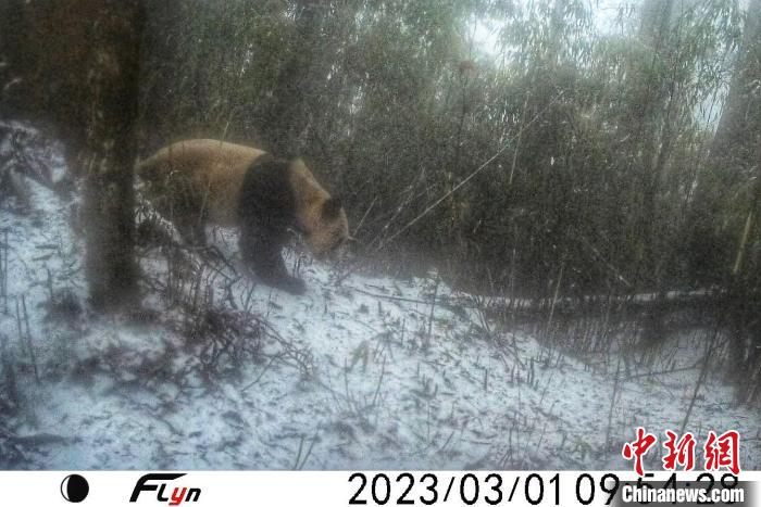 红外相机拍到野生大熊猫在树干上擦屁股。大熊猫国家公园眉山管理分局供图