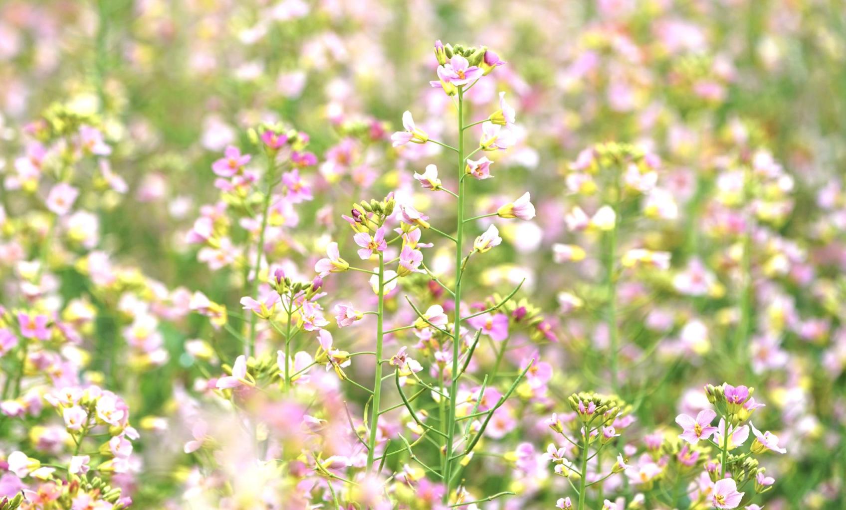 来世界花卉大观园,与粉色的油菜花来一场浪漫邂逅_北京日报网