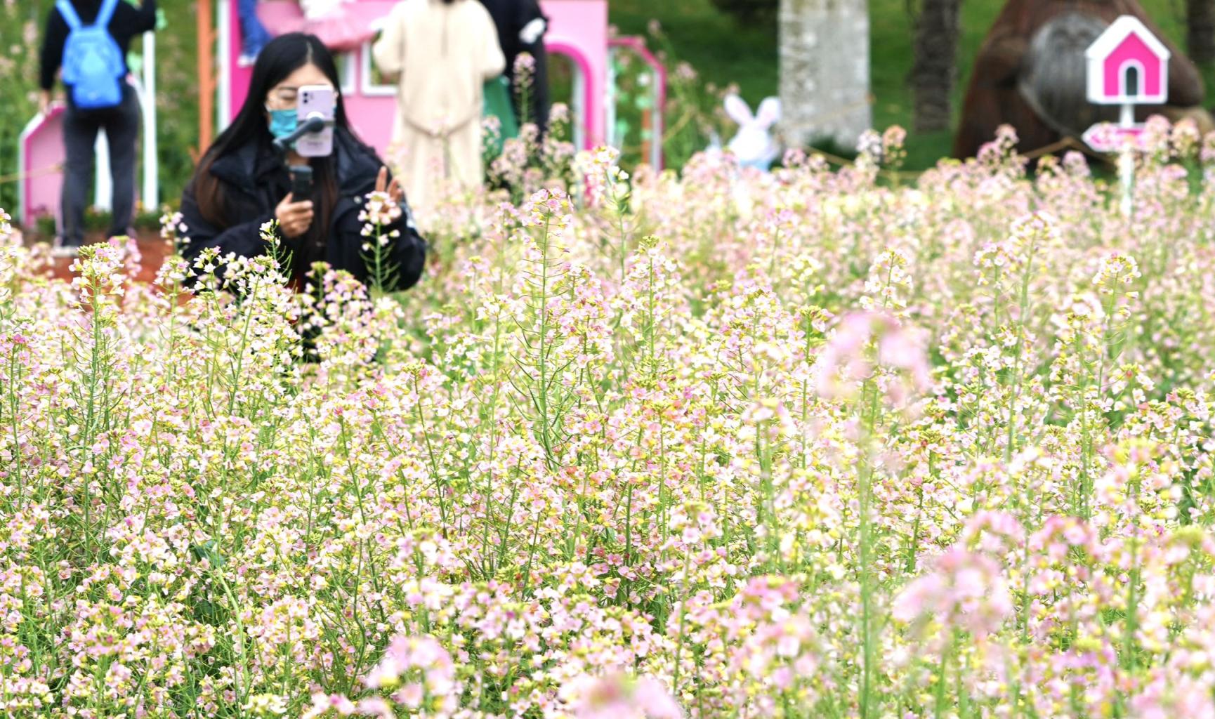 来世界花卉大观园,与粉色的油菜花来一场浪漫邂逅_北晚在线
