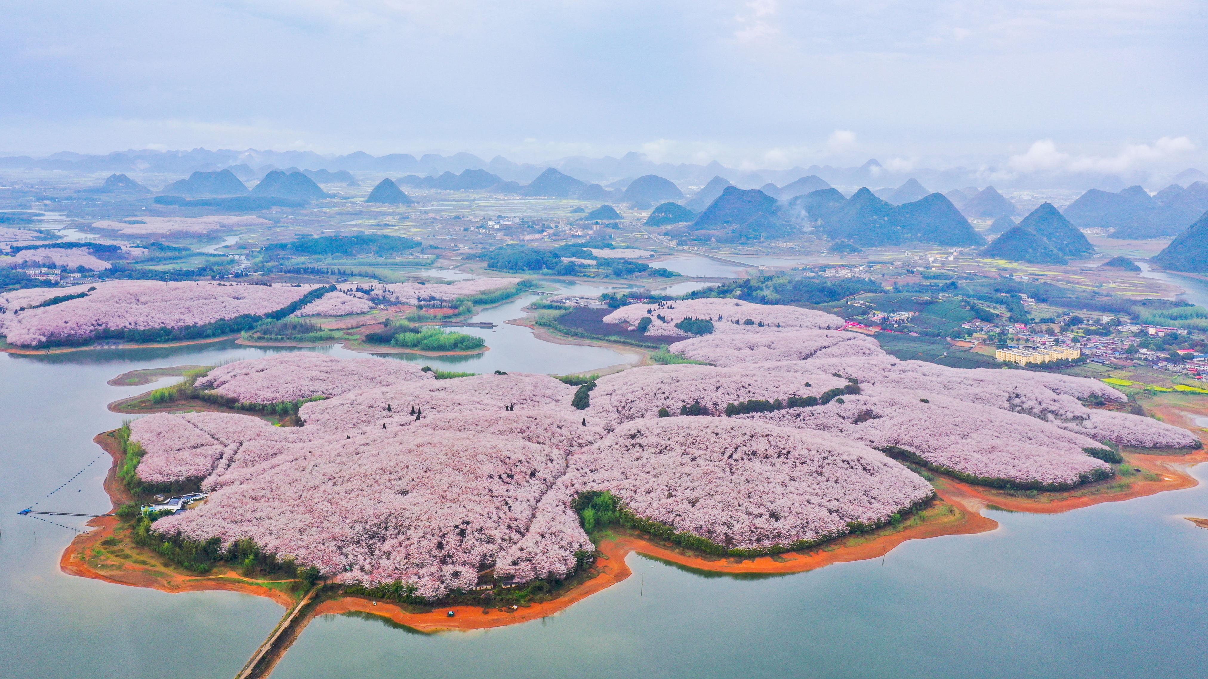 在贵安新区樱花园,樱花竞相盛开,游人如织.该园占地面积2.