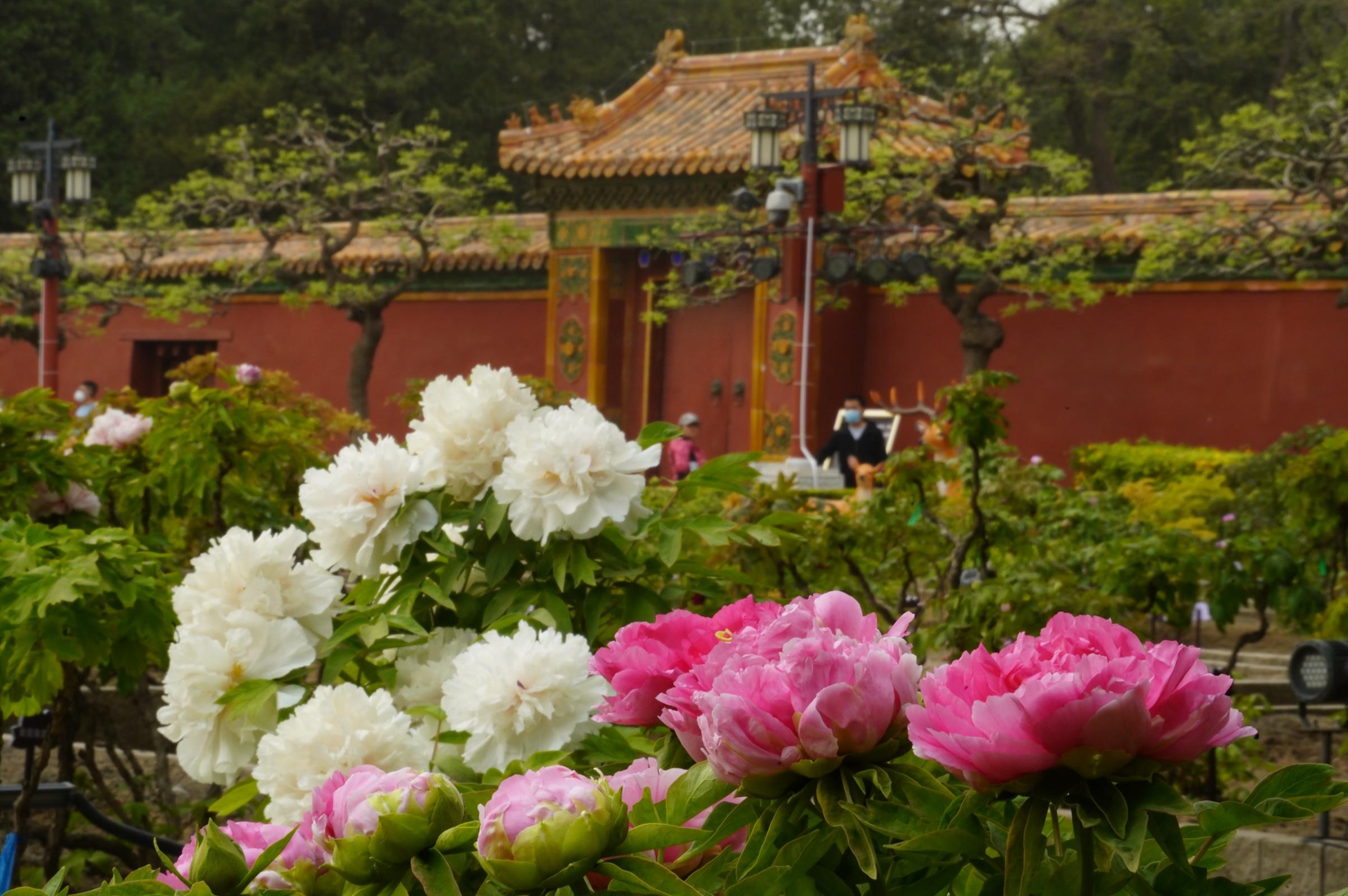 北京景山公园牡丹花图片