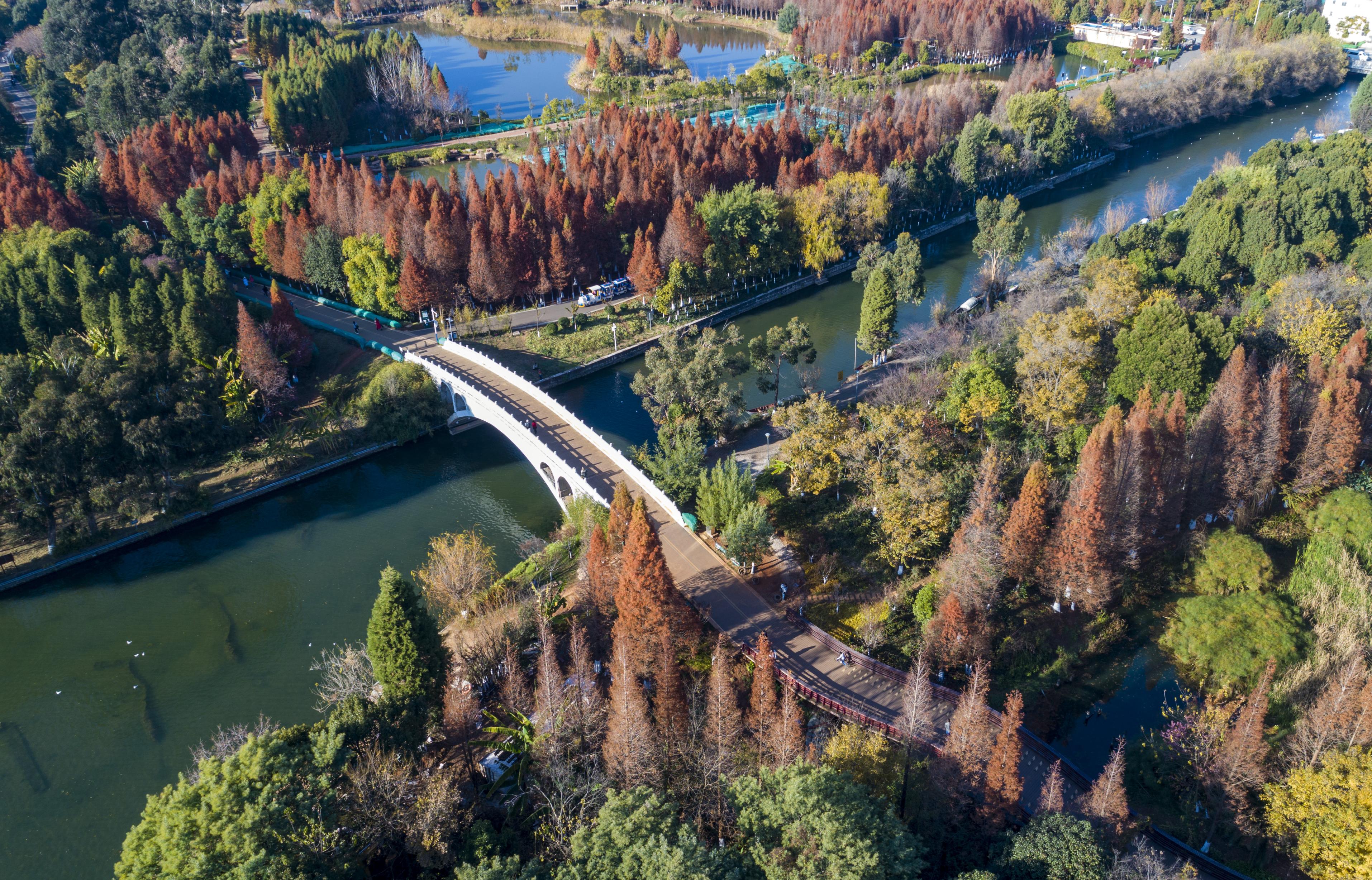 这是1月5日拍摄的云南昆明海洪湿地公园.