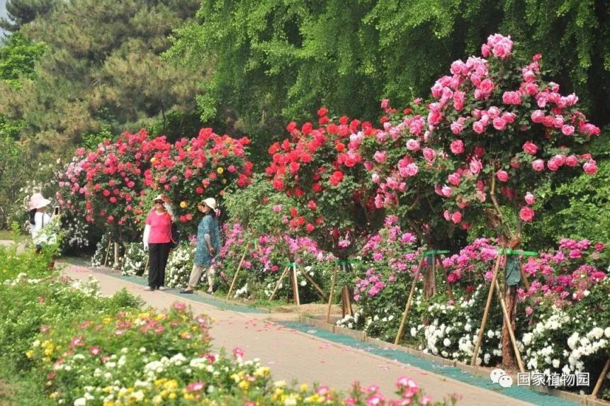 国家植物园:你见过开在树上的月季花吗?_北京日报网