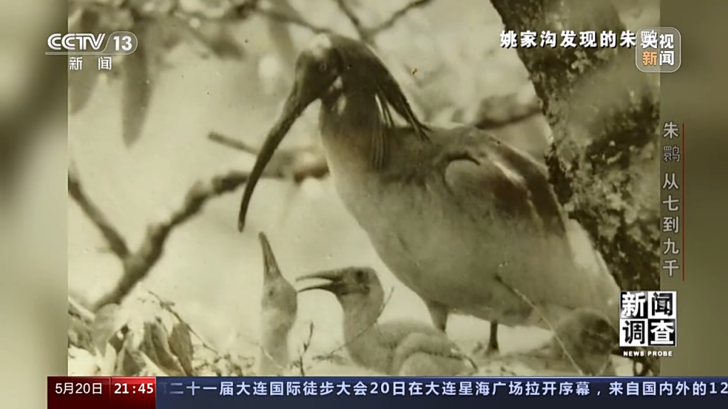 中国朱鹮从七只到九千多只，他们做了这些努力_北京日报网
