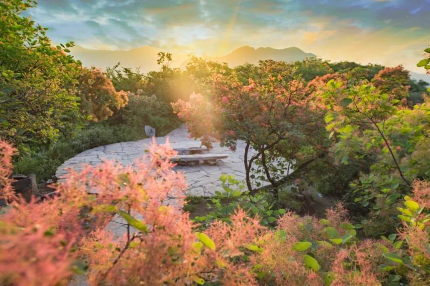 花团锦簇!坡峰岭黄栌花已进入最佳观赏期_北京日报网